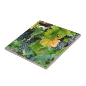 秋のブドウつる植物の~ Napa Valley タイル (側面)