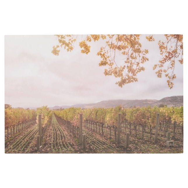 秋のブドウ園 メタルプリント (正面)