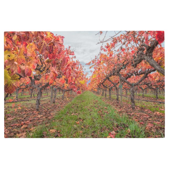 秋のブドウ メタルプリント (正面)