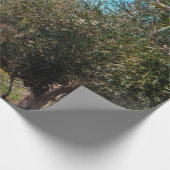 秋のプーリアの風景にオリーブの木。 ラッピングペーパー (角)