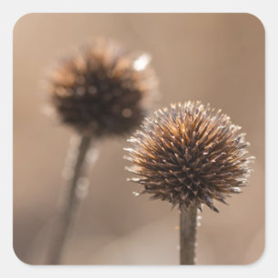 秋のマクロで枯れた地球アザミ スクエアシール