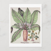 秋のマンドレイク「ホルトス・エステテネシス」より ポストカード (正面)