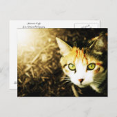 秋のライトタビー猫はがき ポストカード (正面/裏面)