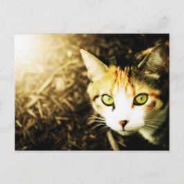 秋のライトタビー猫はがき ポストカード