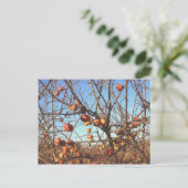 秋のリンゴの写真 ポストカード (スタンド正面)