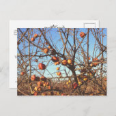 秋のリンゴの写真 ポストカード (正面/裏面)