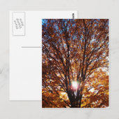 秋の光 ポストカード (正面/裏面)