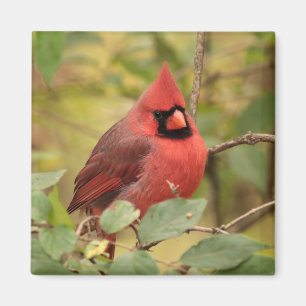 秋の初めに木に(鳥)ショウジョウコウカンチョウ マグネット