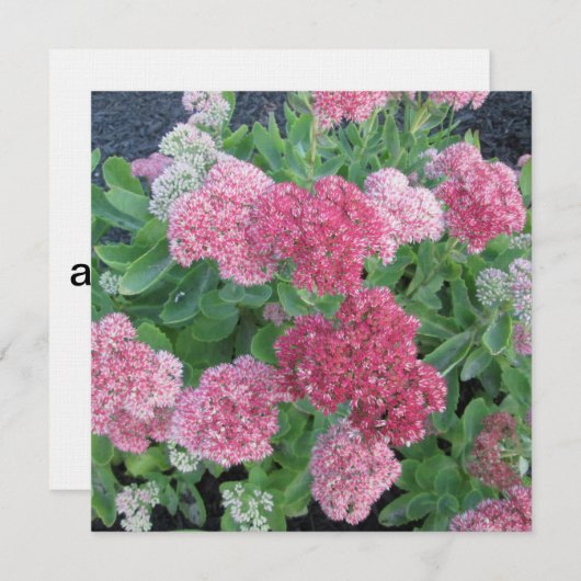 秋の喜びのSedumの花園の植物のピンクの緑 招待状 (正面/裏面)