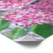 秋の喜びセダム赤ピンクのクラスタ花 ポスター (角)