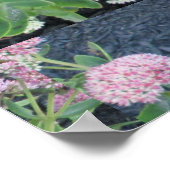 秋の喜びセダム開花園芸植物ピンクグリーン ポスター (角)
