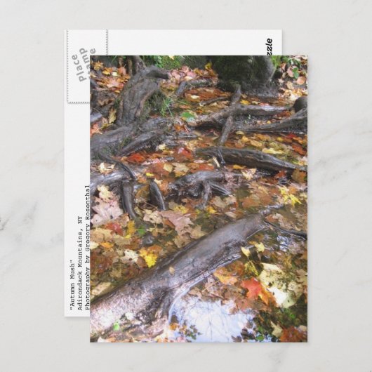 秋の夏 ポストカード (正面/裏面)