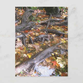 秋の夏 ポストカード