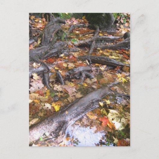 秋の夏 ポストカード (正面)