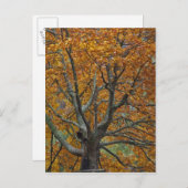 秋の大きなカエデの木、バス湖、近く ポストカード (正面/裏面)