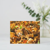 秋の子猫 ポストカード (スタンド正面)