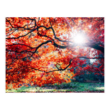 秋の幻想的な色で