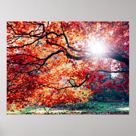 秋の幻想的な色で ポスター (正面)