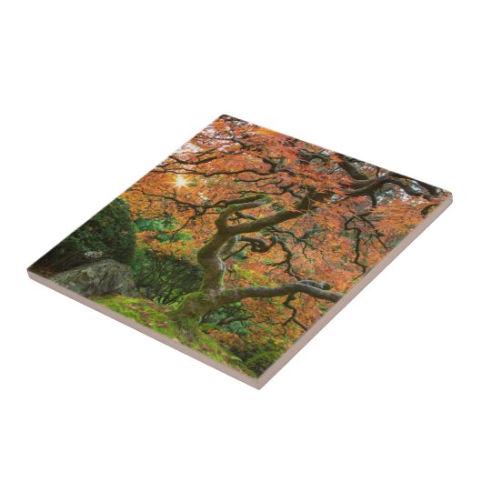 秋の庭日本ののカエデ タイル (側面)