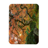 秋の庭日本ののカエデ マグネット (縦)