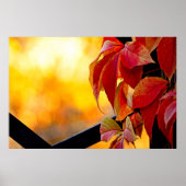 秋の庭葉に印象的な赤いつる植物 ポスター (正面)