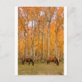 秋の放牧馬2頭 ポストカード (正面)