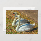秋の日差しの中で2羽の若い白鳥。 ポストカード (正面/裏面)
