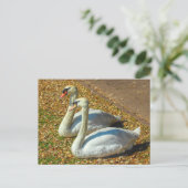 秋の日差しの中で2羽の若い白鳥。 ポストカード (スタンド正面)