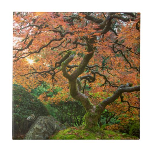 秋の日本庭園のカエデの木 タイル (正面)