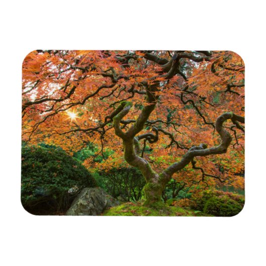 秋の日本庭園のカエデの木 マグネット (横)