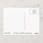 秋の景勝抽象芸術 ポストカード (裏面)