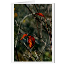 秋の最後の踊り