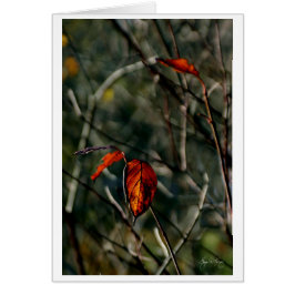 秋の最後の踊り