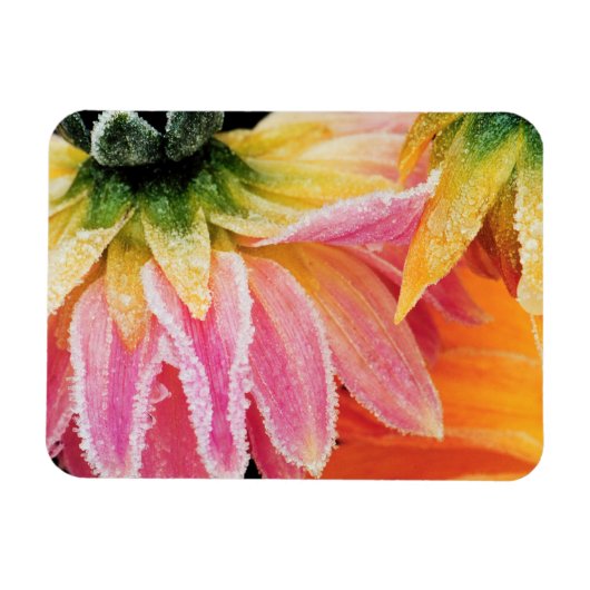 秋の最後の開花に霜 – ダリア – マグネット (横)