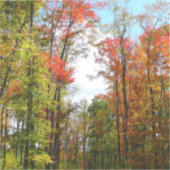 秋の木々とブルースカイ秋の自然写真 シール (正面)