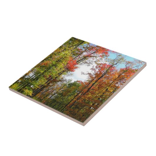 秋の木々とブルースカイ秋の自然写真 タイル (側面)