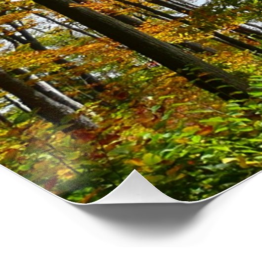 秋の木々とブルースカイ秋の自然写真 ポスター (コーナー)