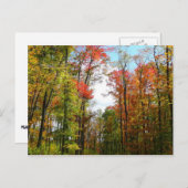 秋の木々とブルースカイ秋の自然写真 ポストカード (正面/裏面)