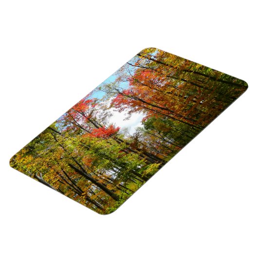 秋の木々とブルースカイ秋の自然写真 マグネット (左側)