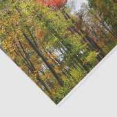 秋の木々とブルースカイ秋の自然写真 薄葉紙 (詳細)