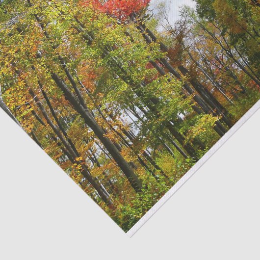 秋の木々とブルースカイ秋の自然写真 薄葉紙 (詳細)