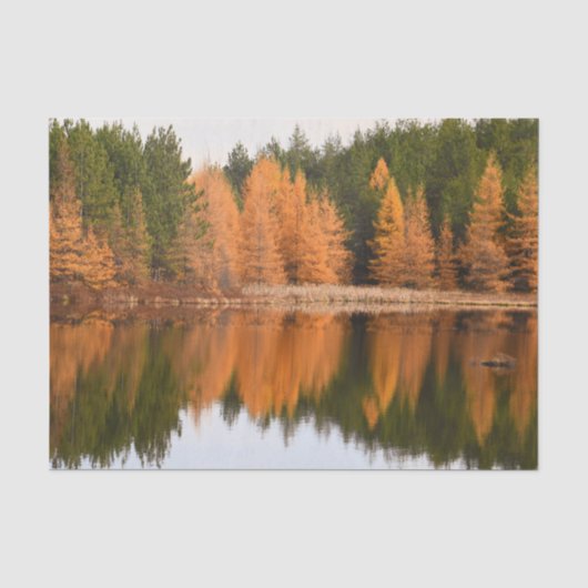 秋の木々と湖のカラフルなオレンジ色の紅葉テイスト 薄葉紙 (正面)