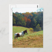 秋の木々の茶色と白の馬 ポストカード (正面/裏面)