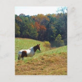 秋の木々の茶色と白の馬 ポストカード (正面)