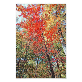 秋の木のアートワーク フォトプリント           
