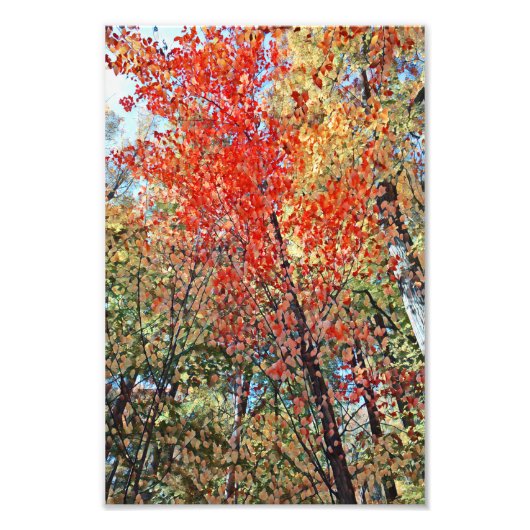 秋の木のアートワーク フォトプリント            (正面)