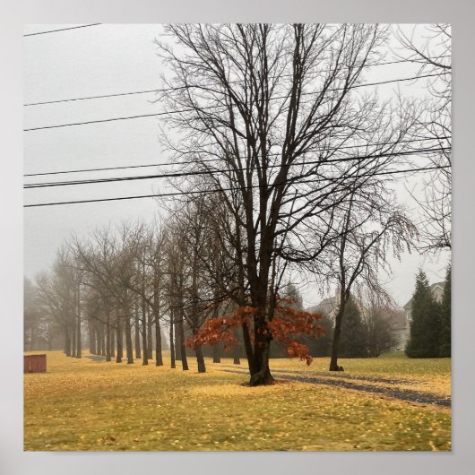 秋の木のポスター ポスター (正面)