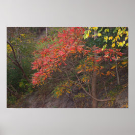 秋の木のポスター ポスター