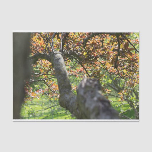 秋の木の写真 薄葉紙 (正面)