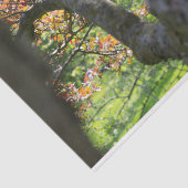 秋の木の写真 薄葉紙 (詳細)